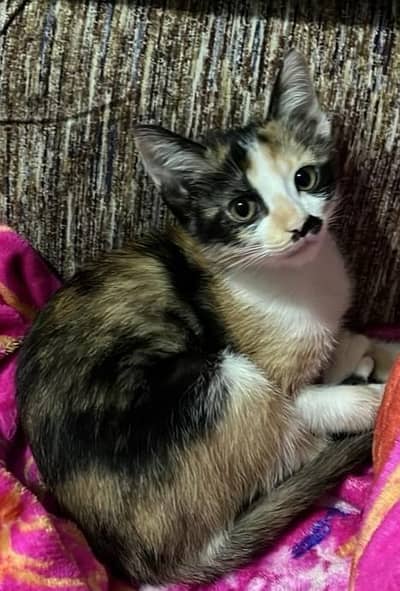 4 month old kitten with litter box (litter trained)