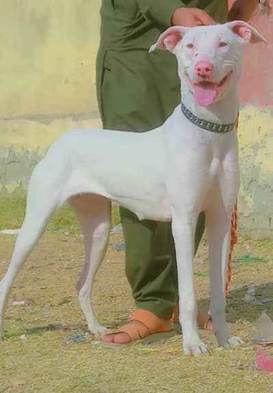 Kohati Gultair Dog / Gultair Male Dog / Gultair pairhealthy and active