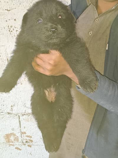 Extreme quality black long hair female pups