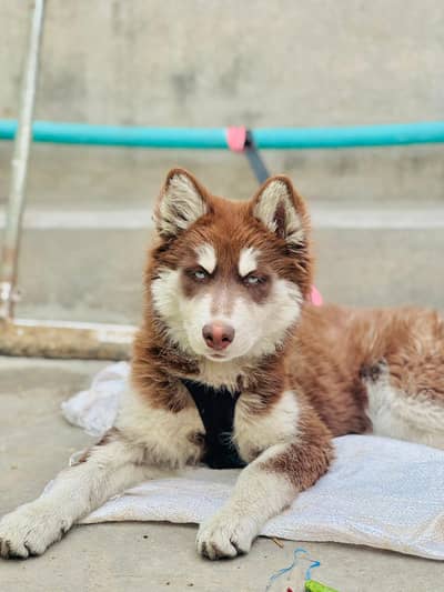 Siberian husky female