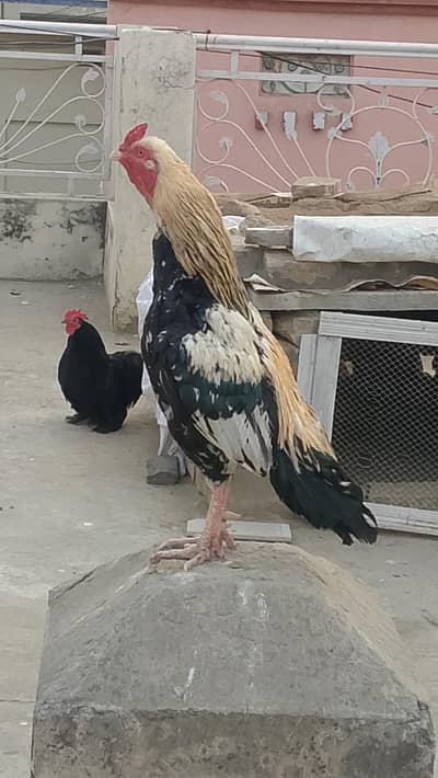 Top quality jawa Murgha for sale