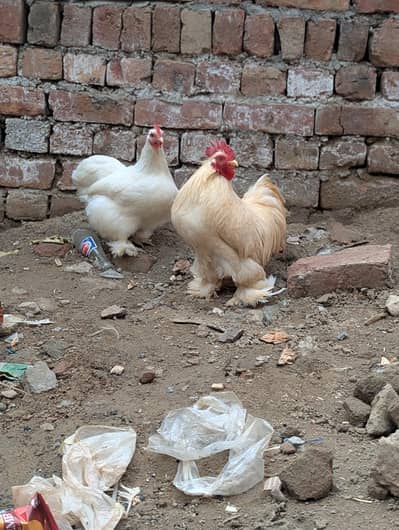 white Bantam Egg lying Pair