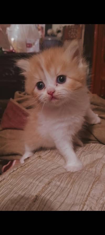 Persian triple coated kitten for sale