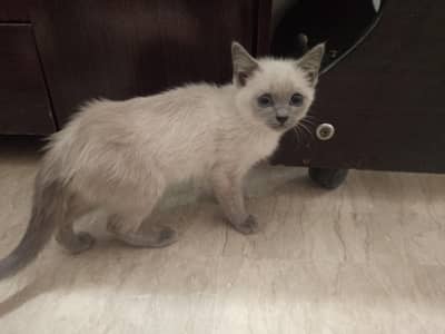 Siamese Persian pair cats for sale