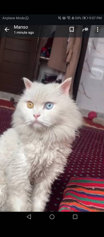 Persian cat