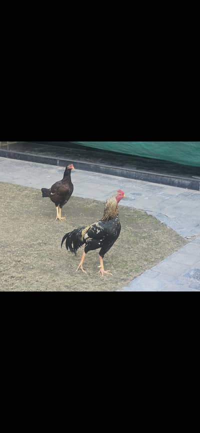 HEALTHY ASEEL MURGHA AND MURGI