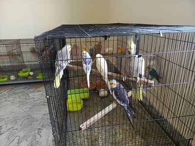 Lovebird Australian cockatiel breeder pairs and young birds