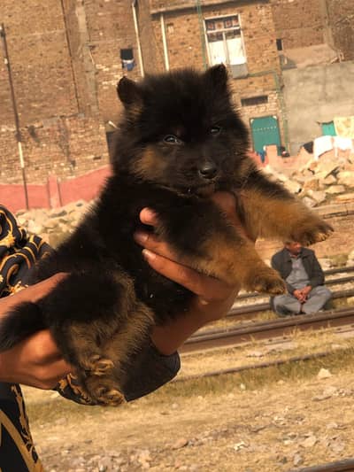 German Shepherd Male Dog / Long Coat / Double Coat / GSD dog