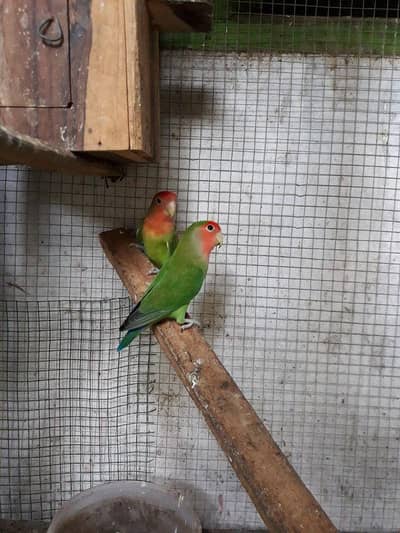 Breader Pair Lovebird
