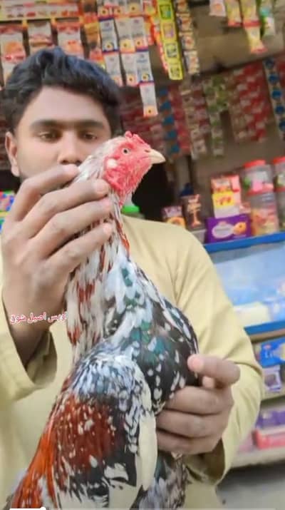 top qulity mianwali phuliya and high qulity muska cheeny pathy