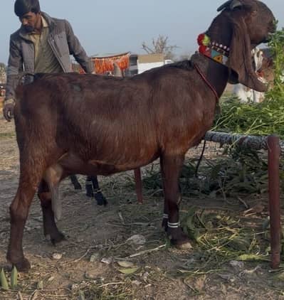 Nagra beetal high quality goat