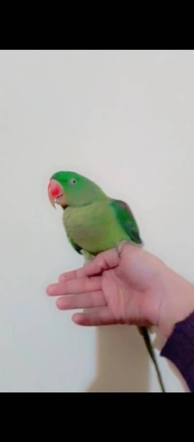 raw tam female 03025368418