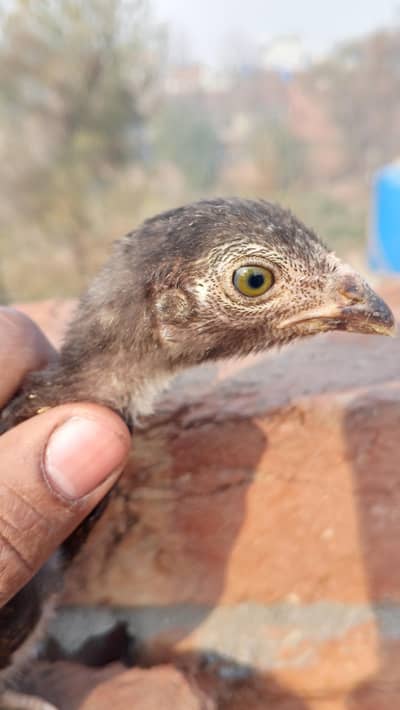Pakistani Aseel (Thigh Cross)
