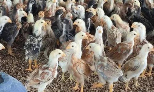 Aseel and turkey birds chicks available for sale