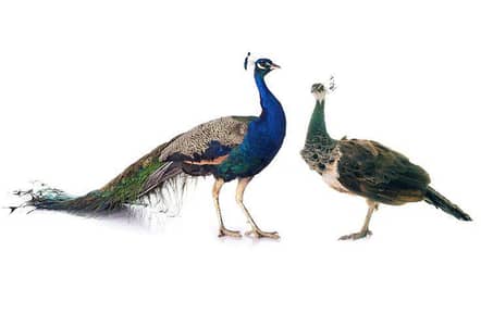 Peacock Pair for sale