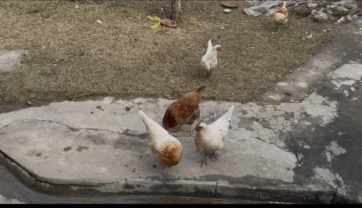 5 Desi Hens for sale