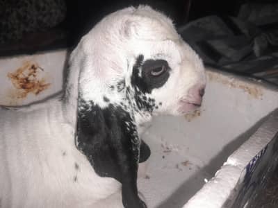 Baby goat male for sale