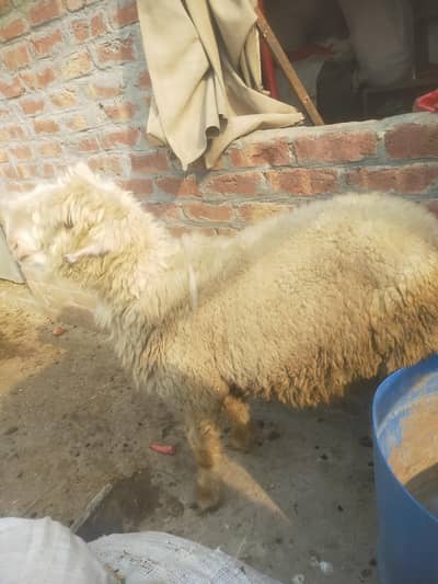 mundra chatra for sale final. price