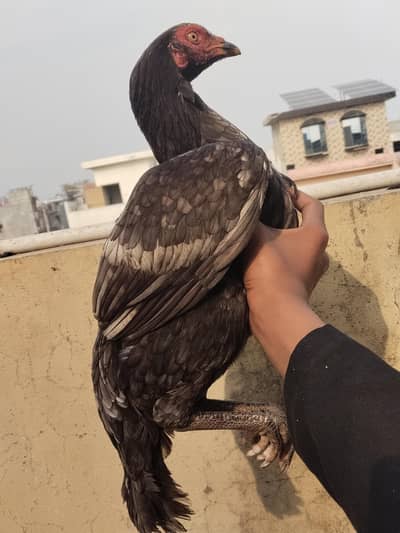 hat ki pali Madi ha Sirf Lahore wale rabta kare