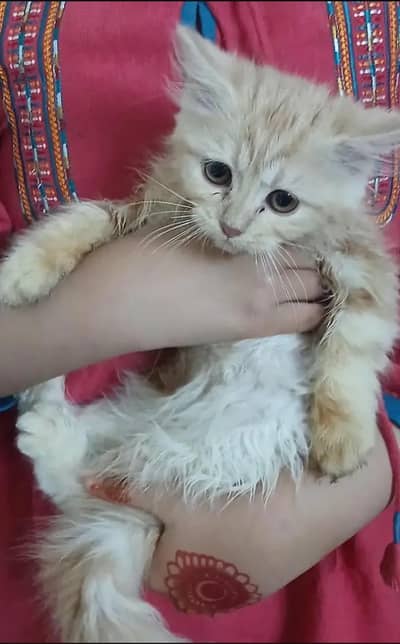 cute active play full kitten