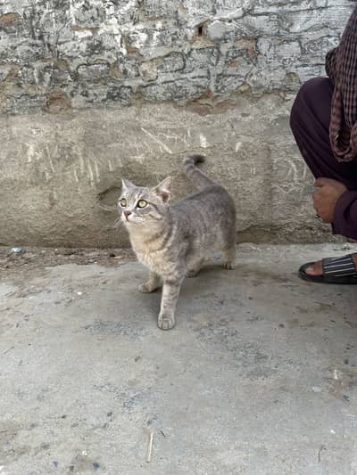 Sweet and Cuddly Cat Available – Adopt Today!”