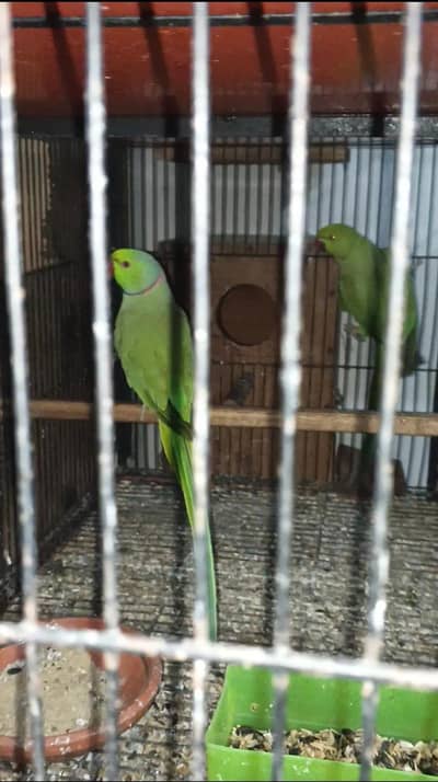 Beautiful green parrot pair
