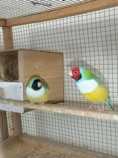 Common goldian breeder pairs