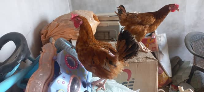 Lohman • Chini Murgi • Misri Hen • All Fancy Hens – Healthy & Active