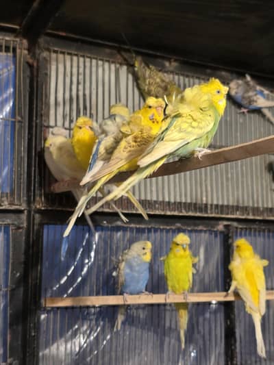 hogoromo colony for sell