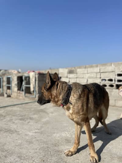 German shepherd cross Alssesion