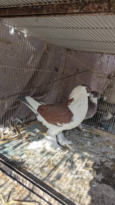 fancy pigeon  breder pair avalible