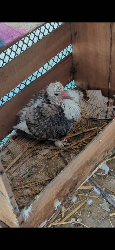 fancy pigeon chick hand taim. kayl lia best hay