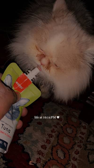 Persian Cat For Sale