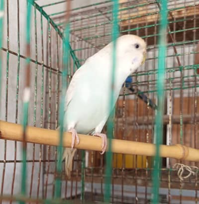 Australian Parrot (Budgie) breeder Female
