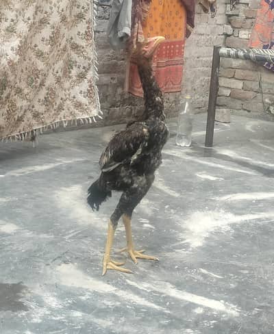 Aseel Murgah Shamoo Cross