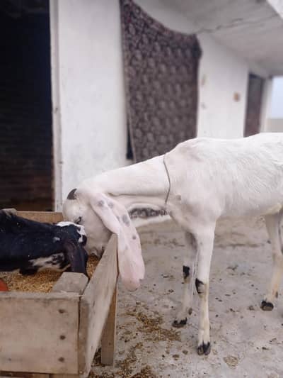 1 bakri ha Sath  ak Chota bacha ha  par bari bakri ka ni ha