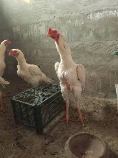 White O shamoo aseel