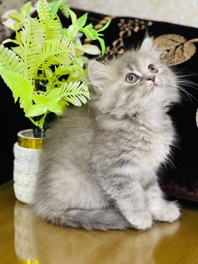 Lovely Kittens Looking for Home