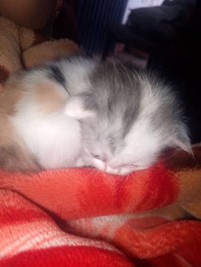 Persian kitten for sale