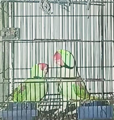Original Alexandrine king jumbo size breeder pair