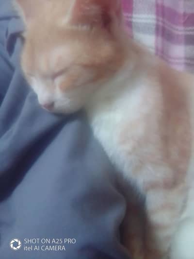 russion cats for sale 1 year old