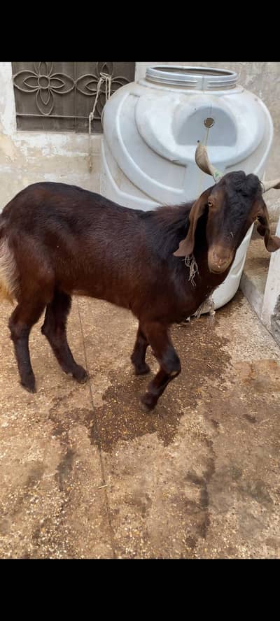 1 Male & 2 Females Pregnant