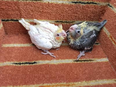 Cocktail Common White Chick  Health Active