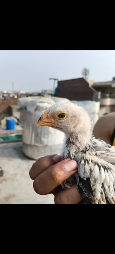 indian parrot beak chicks