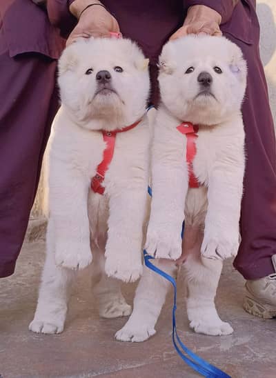 alabai | king alabai | Central Asian Shepherd | alabai puppies pair