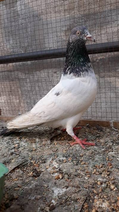 Goldan or Lakha Breeder Nar For Sale.