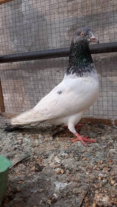 Goldan or Lakha Breeder Nar For Sale.