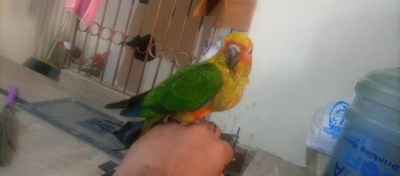 Sun conure 0