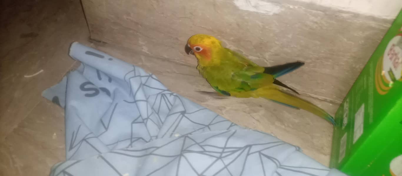Sun conure 3