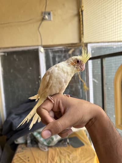 Handtamed common white cocktail / cockatiel